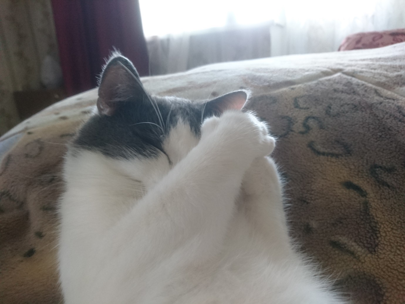 Сплю я, разве не видно