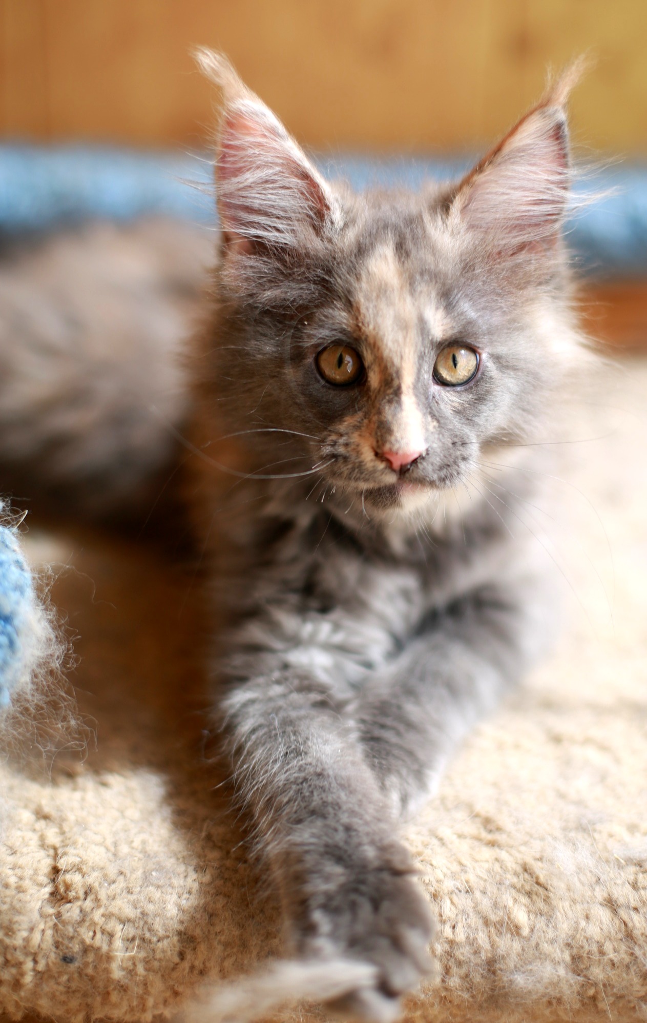 А я вот лежу, никого не трогаю