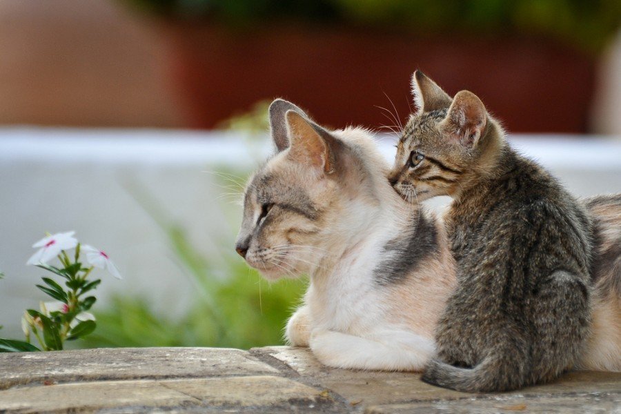 Утренняя прогулка