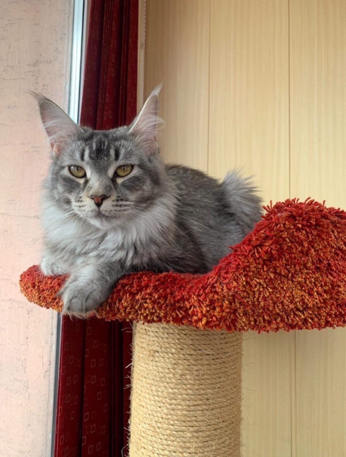 Подошёл бы кто ко мне, погладил