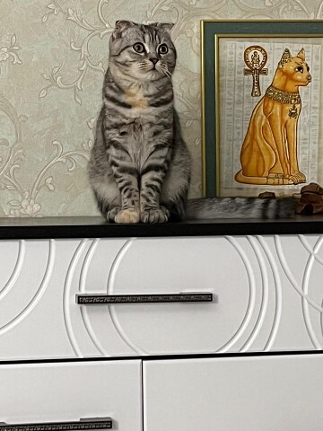 Похожа я на - царицу