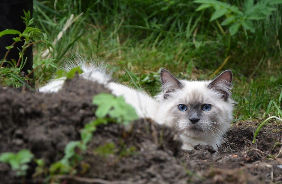 Клад ищу, а вы мимо проходите