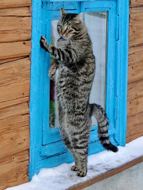 Открывайте скорей, лапы мёрзнут