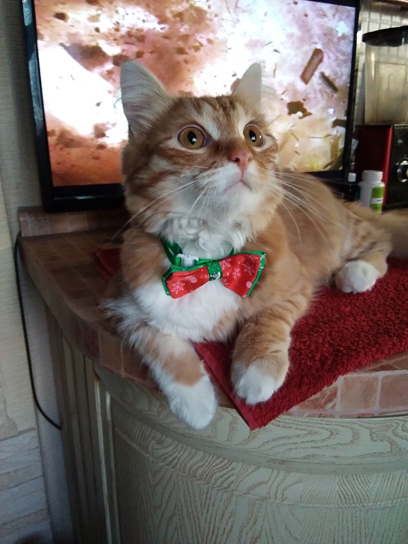 Бабочку мне надели, а где же праздничный обед