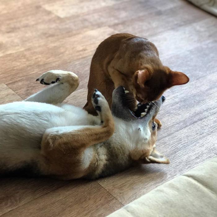 Говоришь, не ел мою колбасу