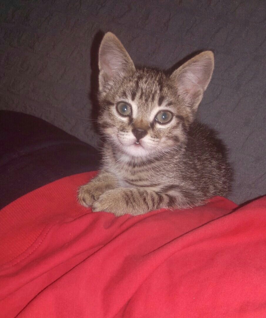 Вы меня не разбудили, я сам проснулся