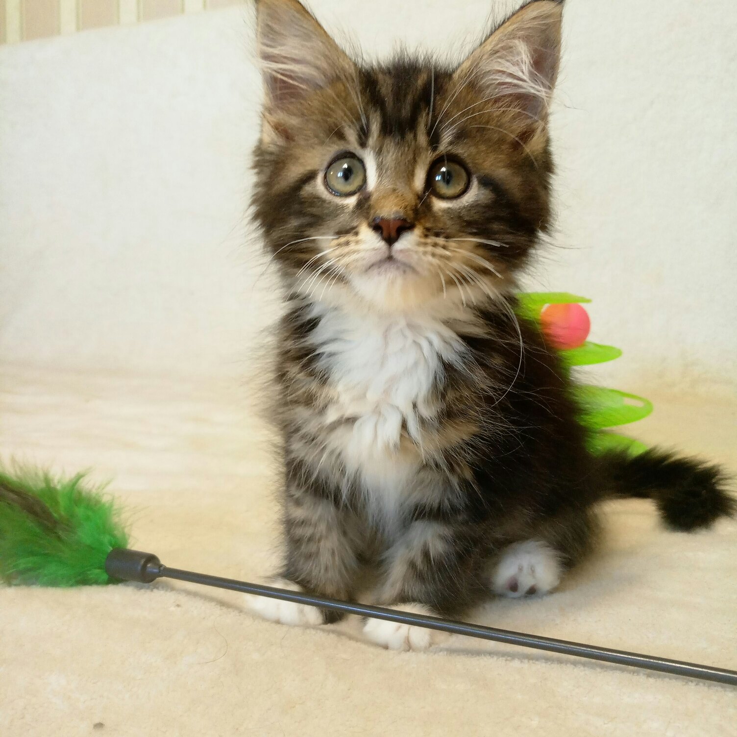 Поиграйте со мной, пожалуйста