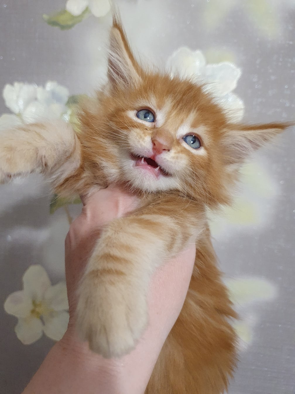 Для счастья много не надо, если есть любящие хозяева