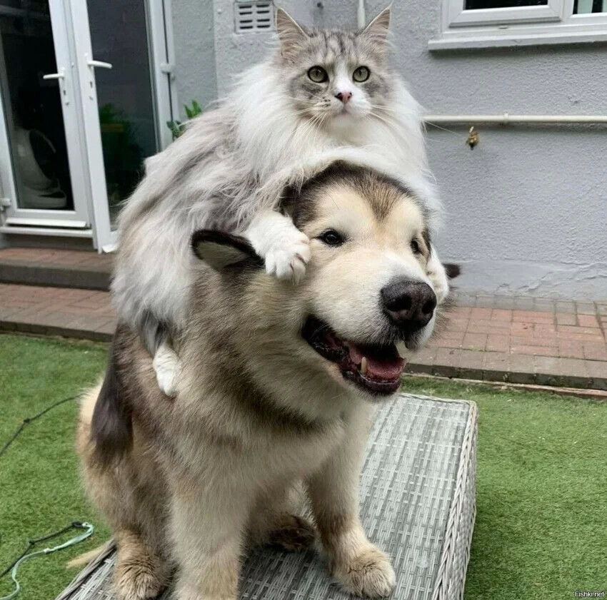 Вези меня, мой верный пёс