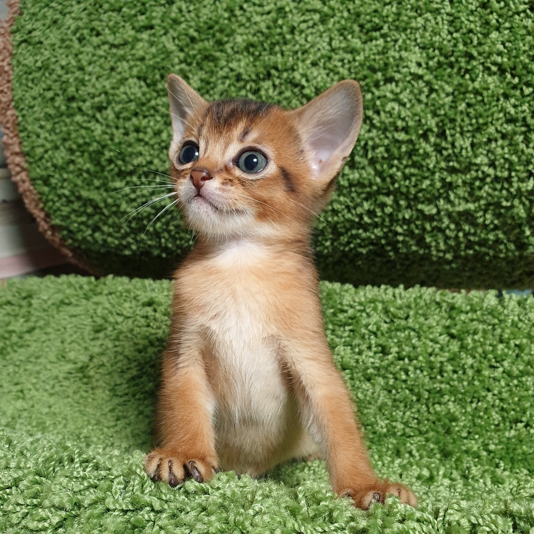 Что там за дела без меня происходят, надо срочно разузнать