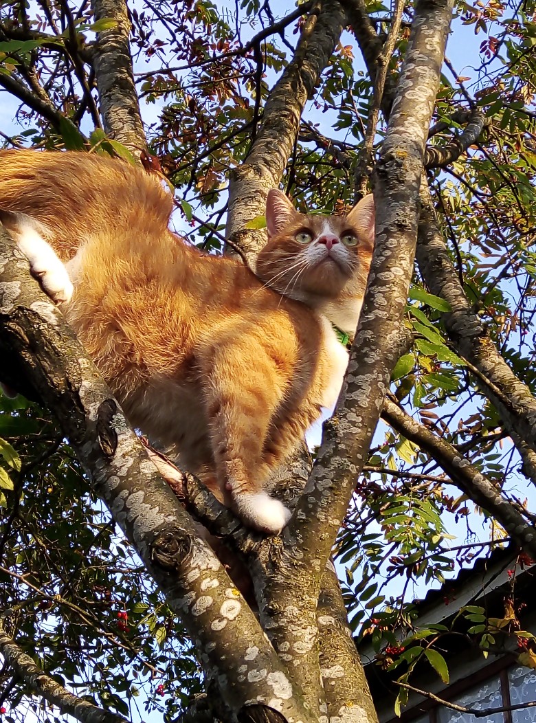 Куда птицы улетели, с кем я общаться буду