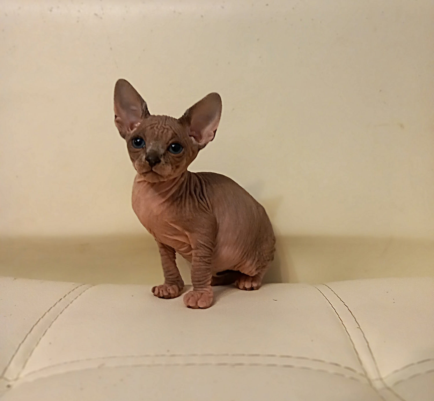 На диване я сижу, место ваше стерегу