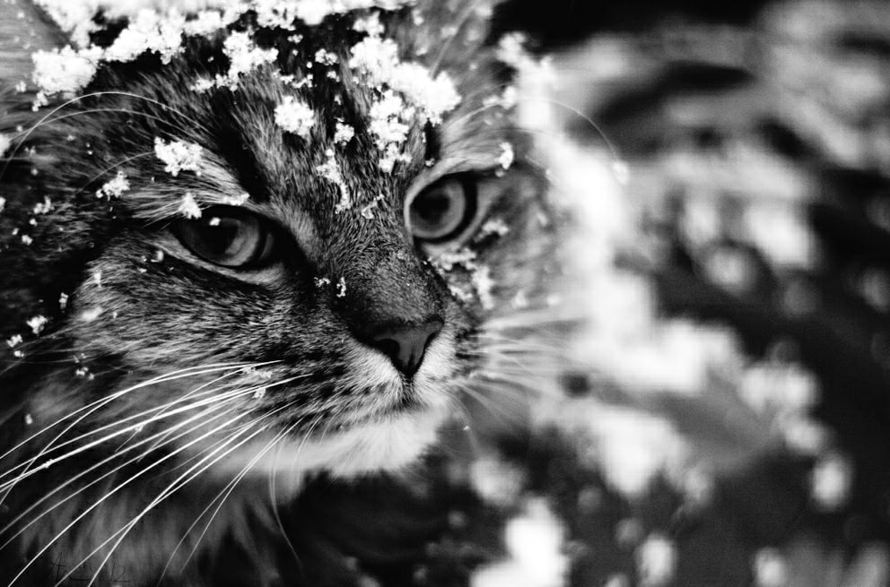 Ну вот и снег дождались