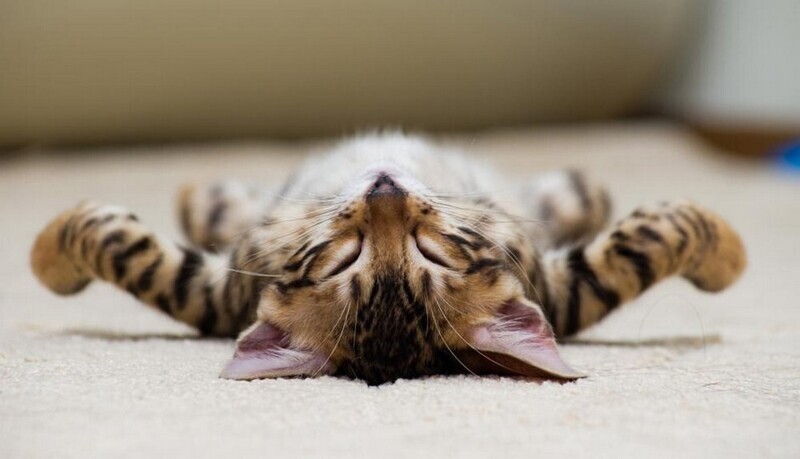 Полная расслабуха