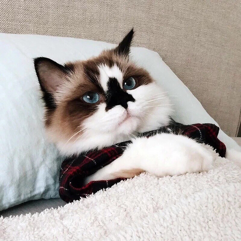 Решено, сегодня проведу весь день в кровати