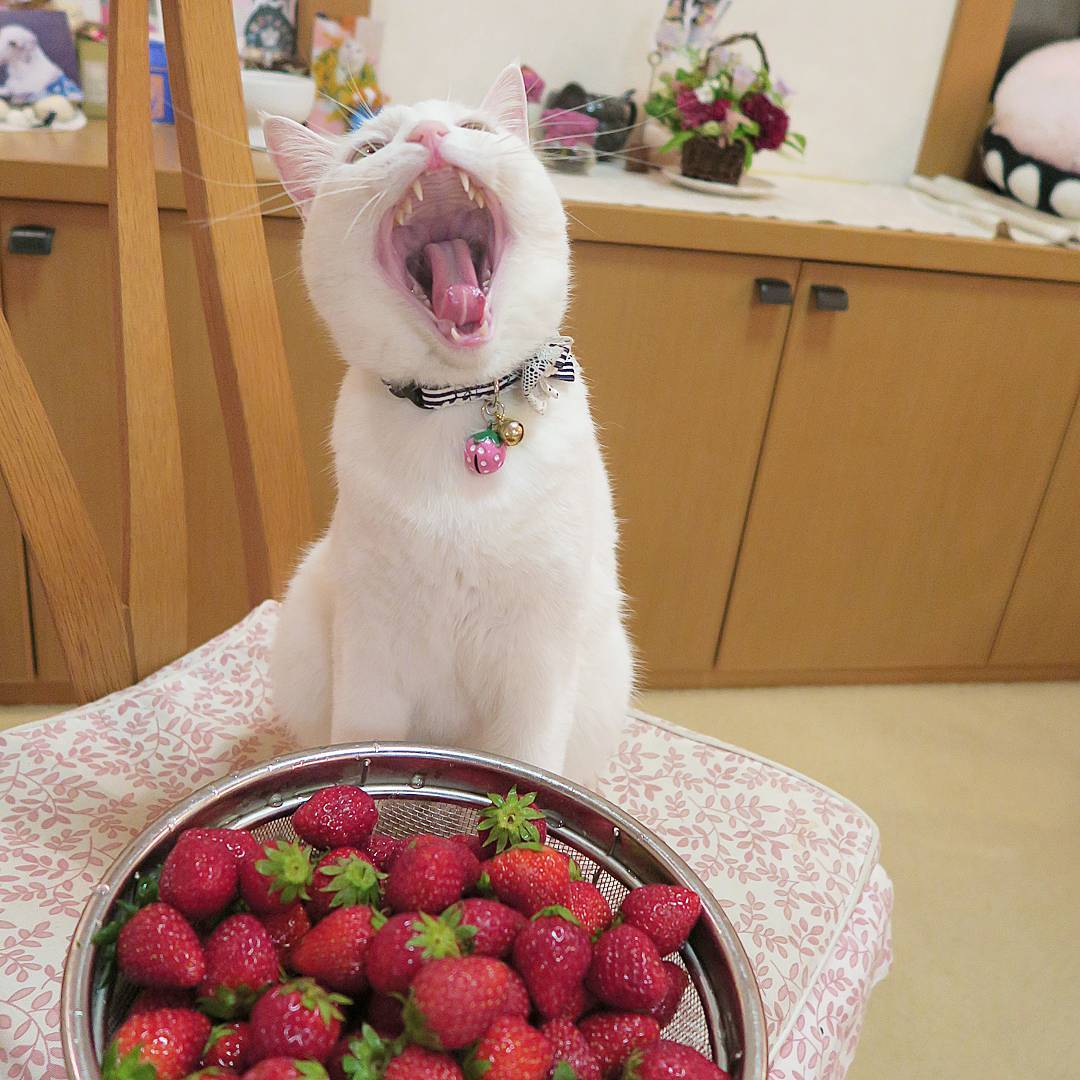 Себе вкусняшки купили, а мне