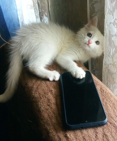 Я немного поиграю с телефоном и верну