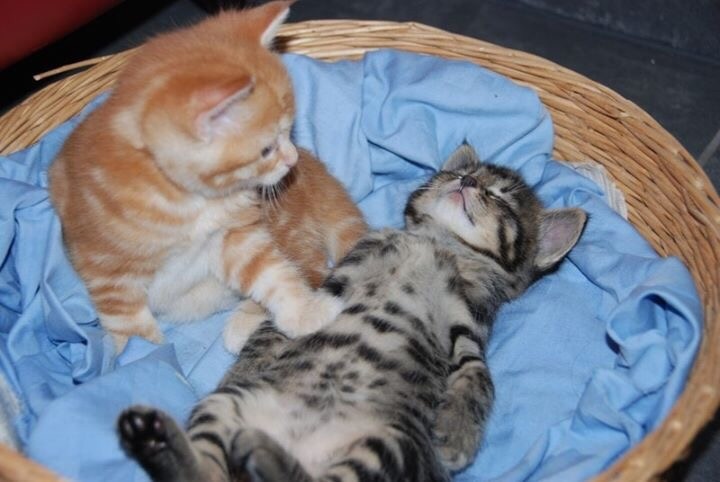 Подъём, завтрак стынет