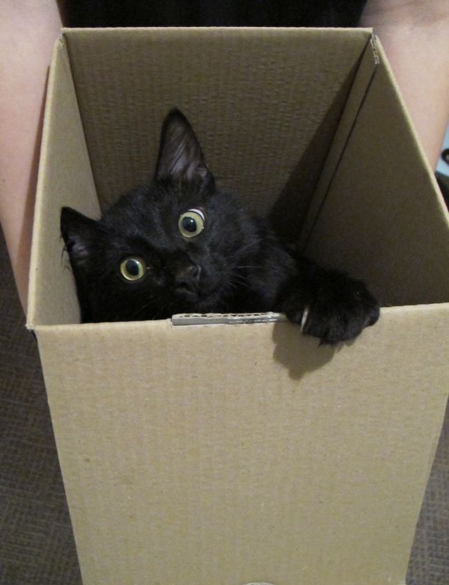 Не позволю выкидывать коробку, она мне нравится