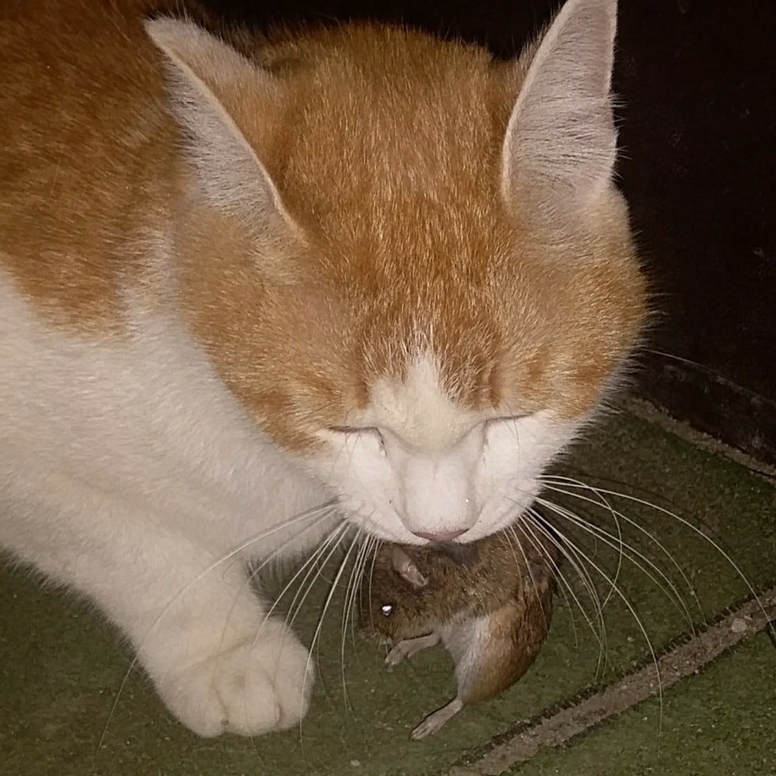 Хозяйке сюрприз приготовила, пойду положу