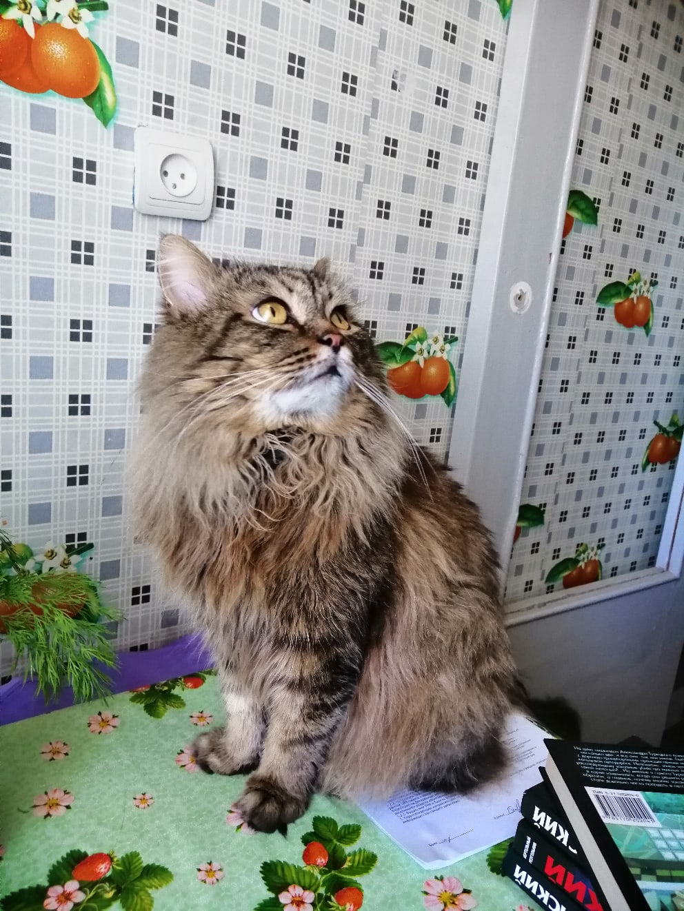 Сижу, где хочу, я тут хозяин