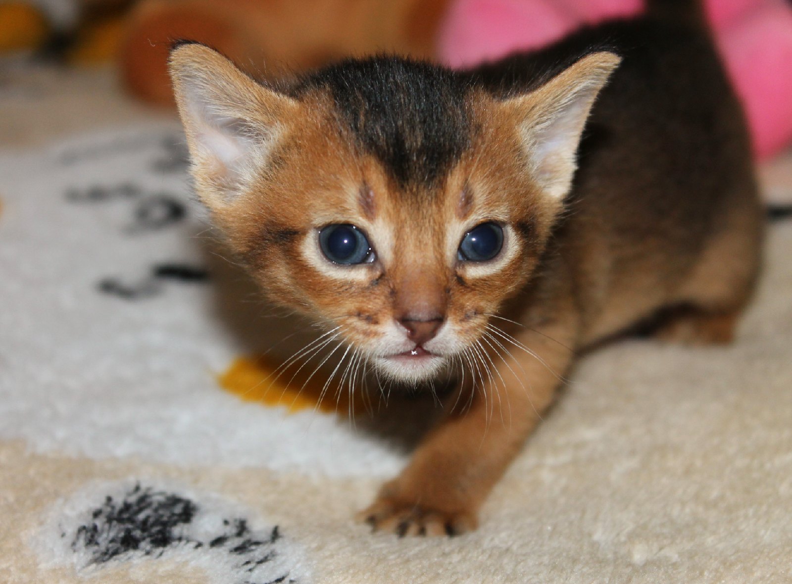 Кто проснулся, я иду к вам