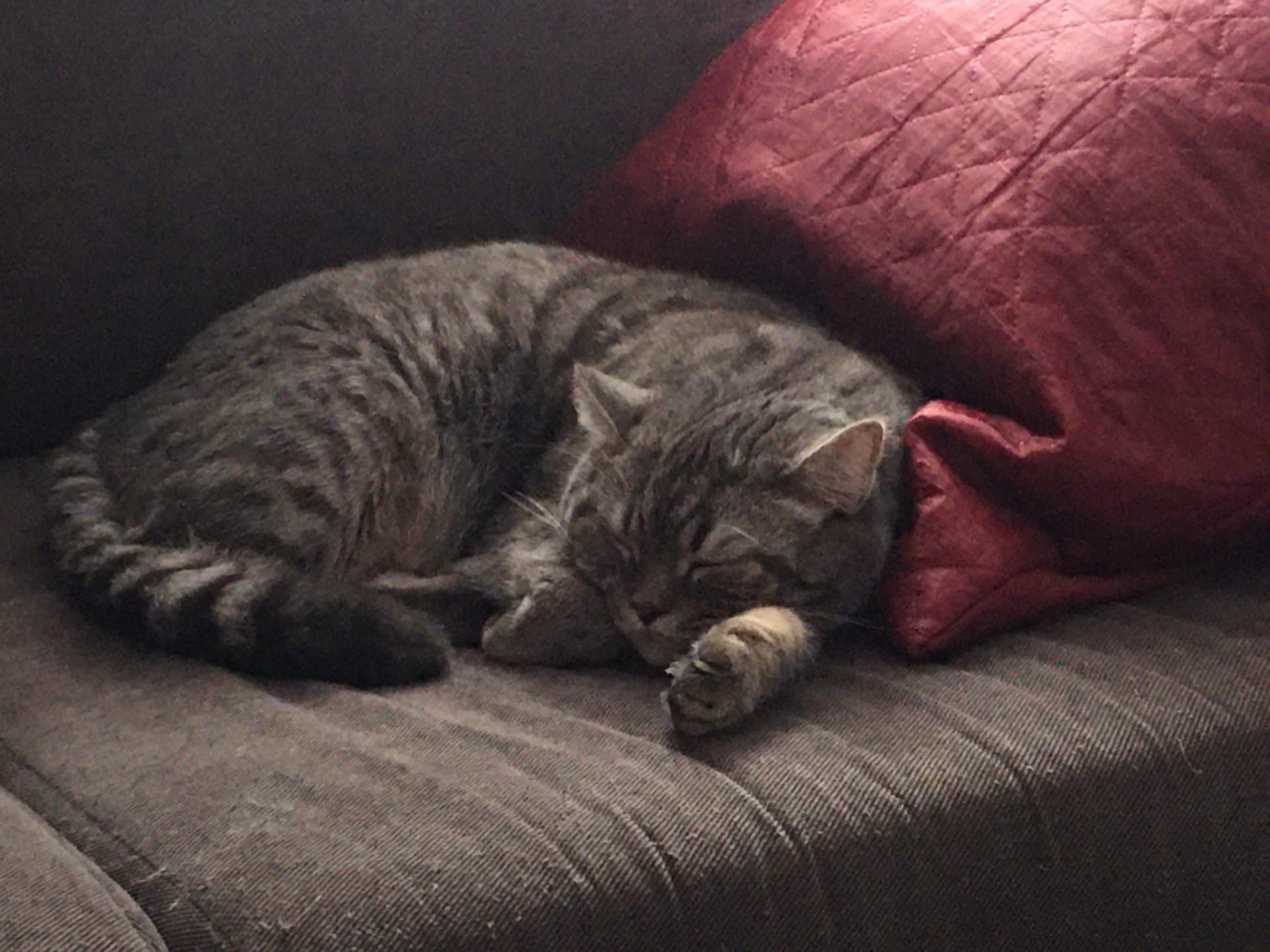 Сплю я, что ещё делать