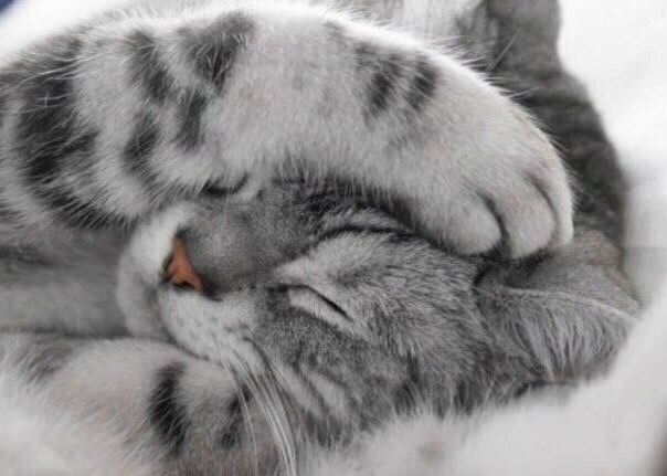 Не шумите, дайте поспать