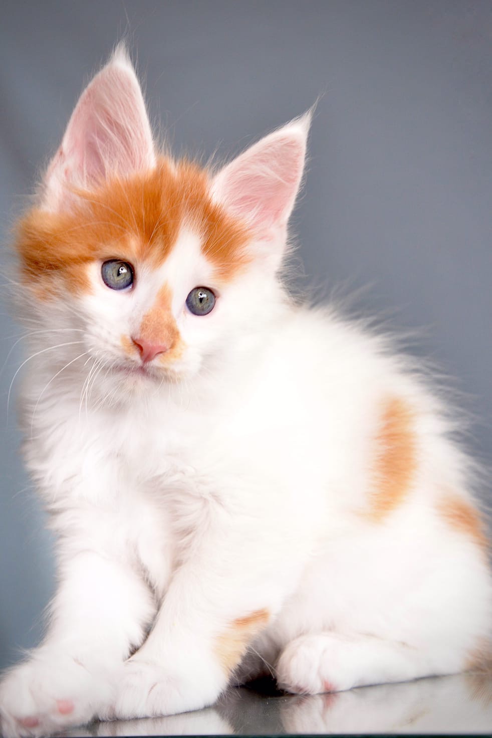 Вы мной восхищаетесь, а я стесняюсь