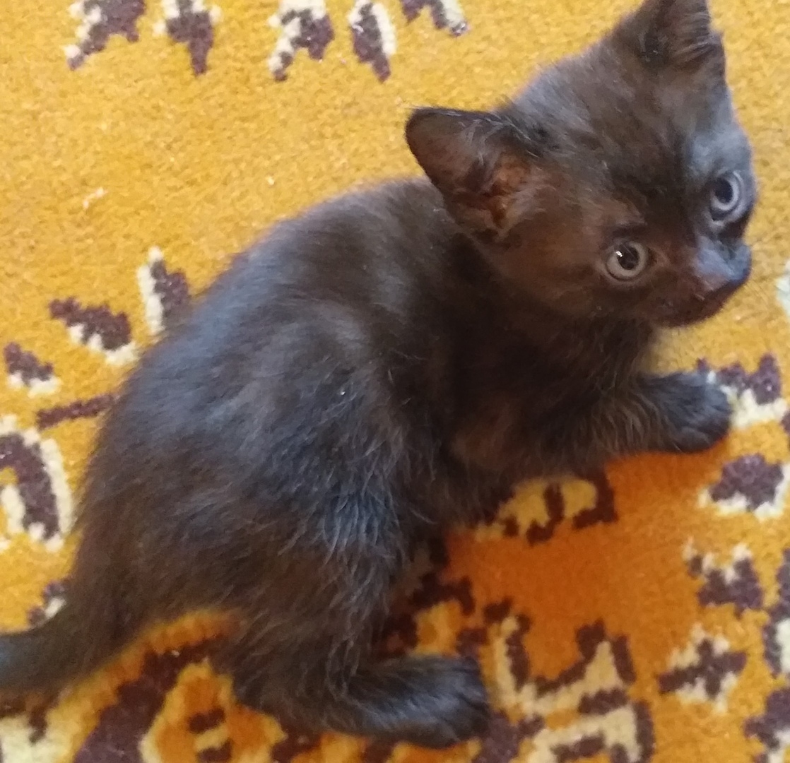 Смотрите, как я сейчас бегать буду