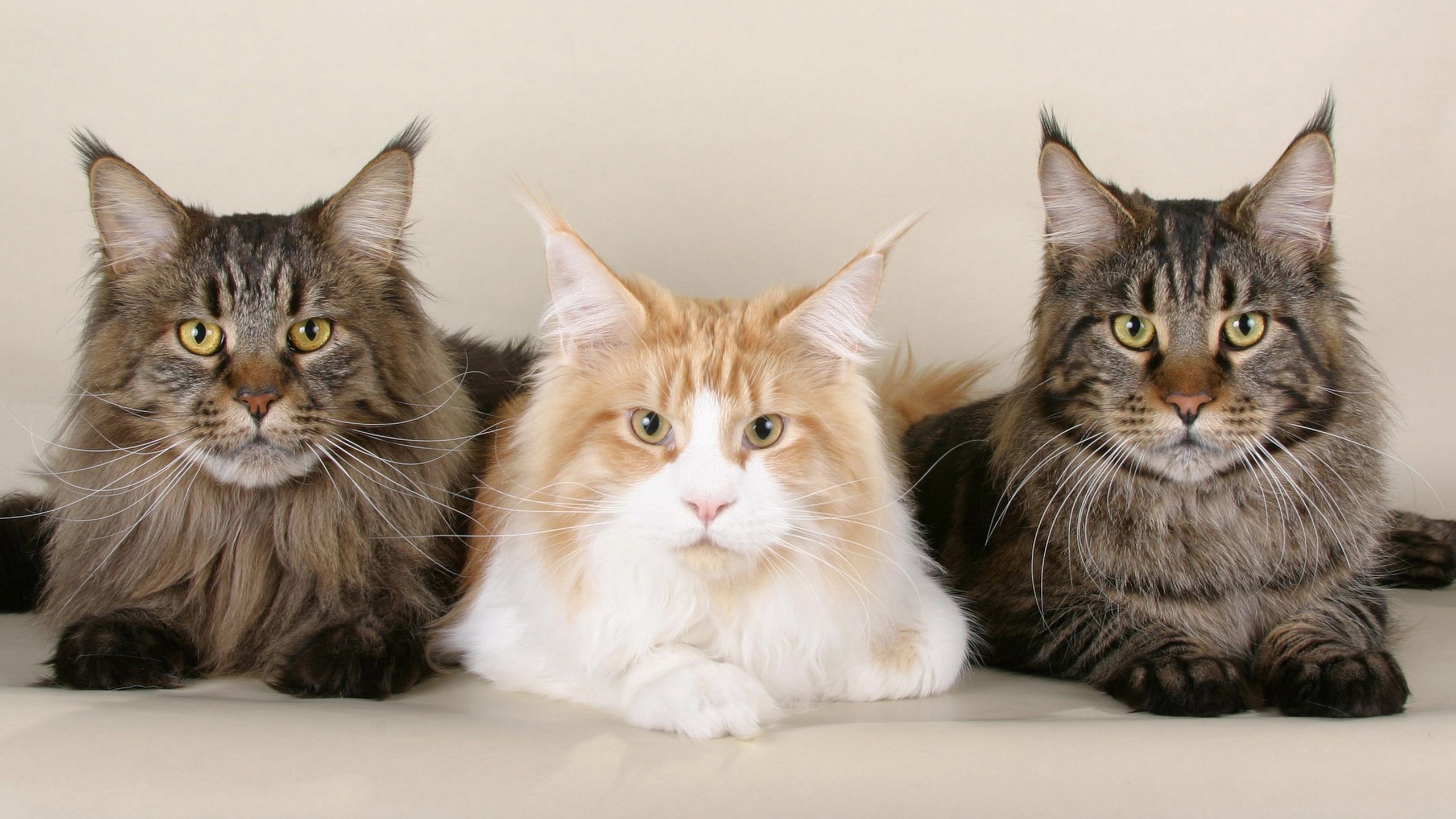 Мы - братаны