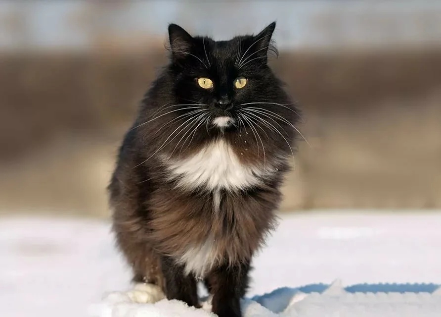 Для путешественника, снег не преграда