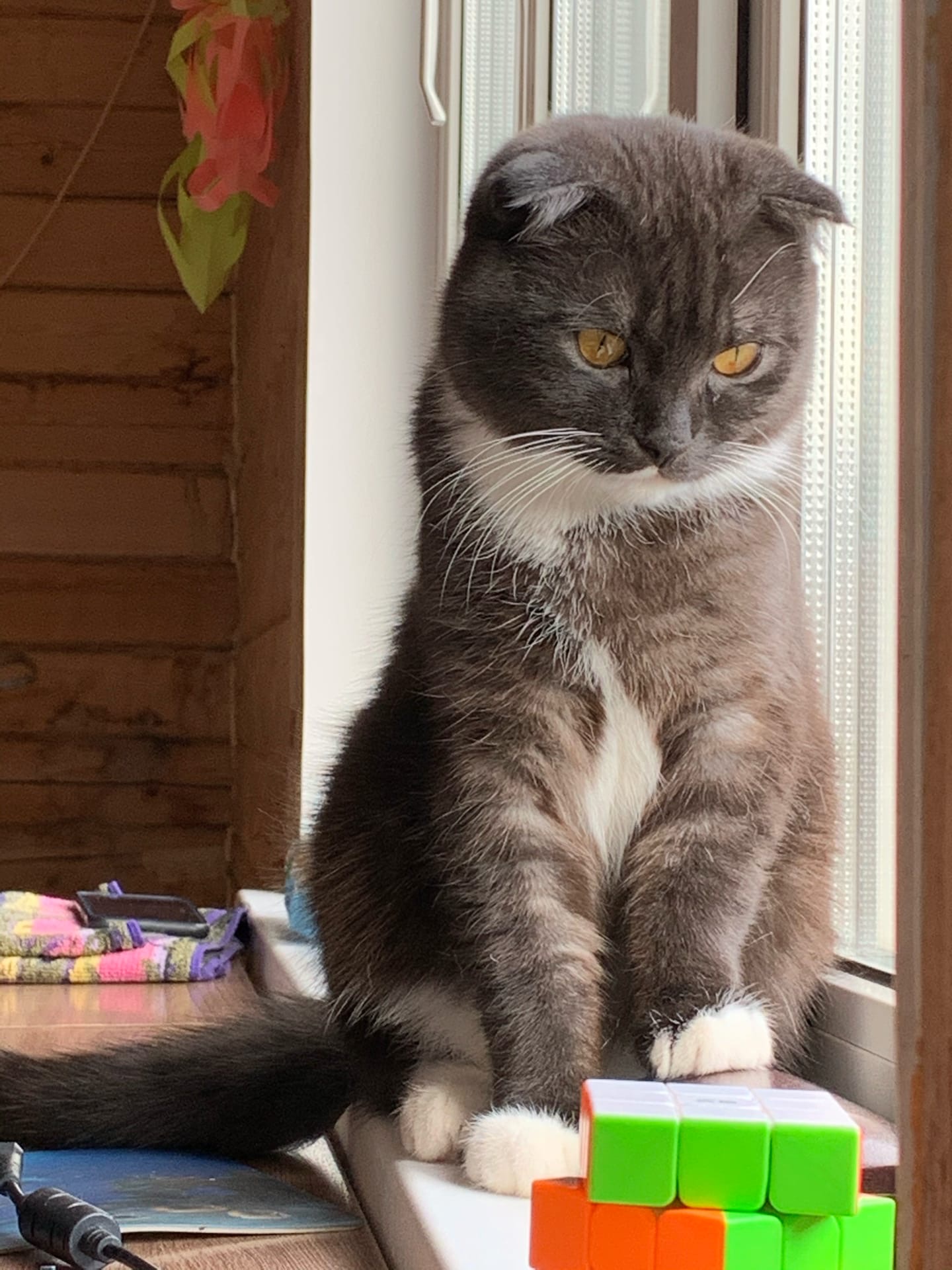 За окном ничего нового,но зато у меня есть игрушка интересная