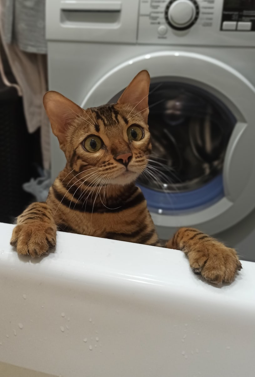 Вы что, купаться без меня вздумали