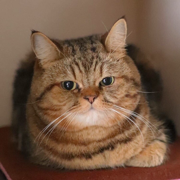 Хватит мне зубы заговаривать, идите ужин готовить