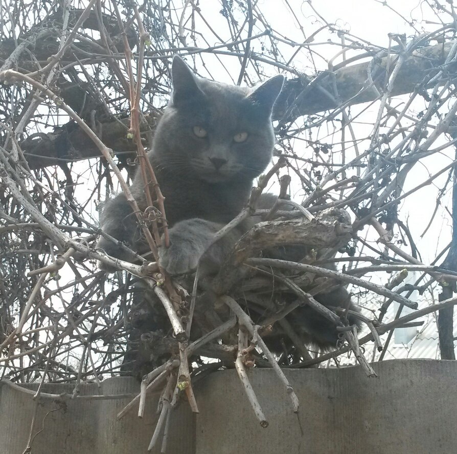 Птицы улетели, что гнездо простаивать будет