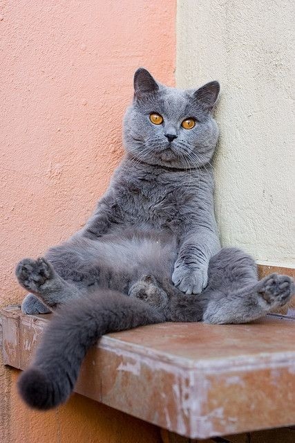 Скоро весна, надо сил поднабраться