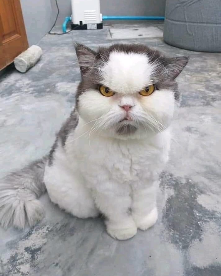 Хватит праздновать, уделите время коту