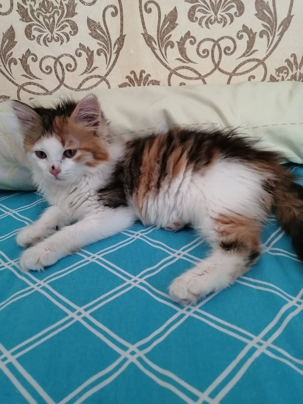 Лежанку на вырост взяли или кого - то ко мне подселят