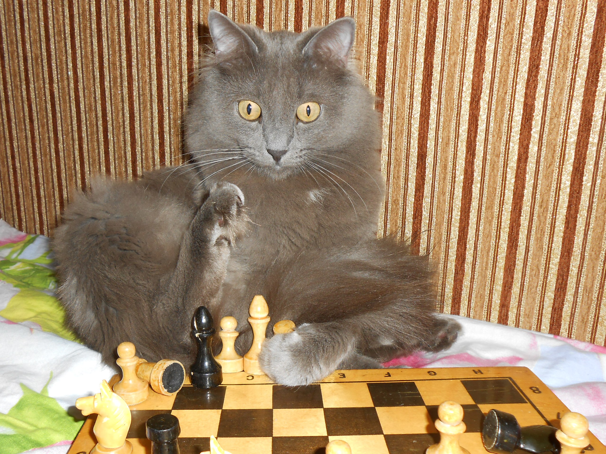 Как "мат", мы же только играть начали