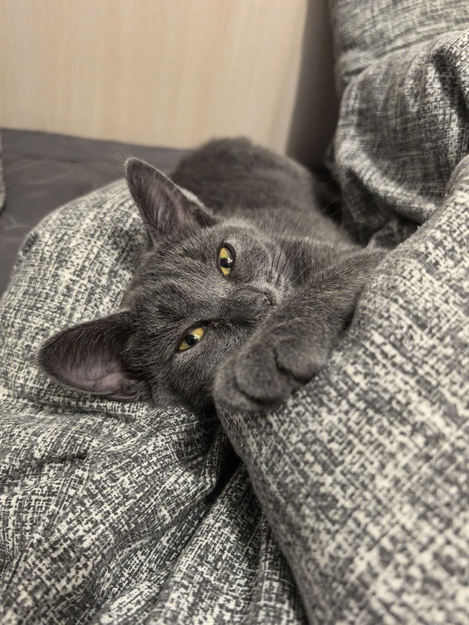 Инопланетянка Жорика