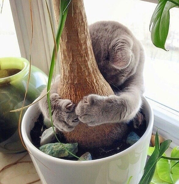 Ёлочку выкинули, один ты у меня опять остался