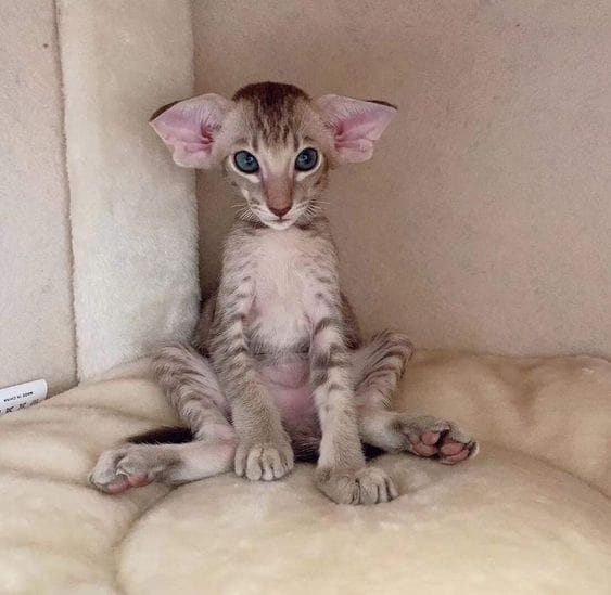 Миленькое чудо