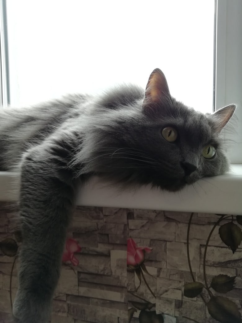 Опять хозяева бегут на работу, не понимаю из рвения