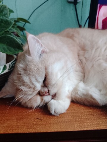 Так устал за целый день, что лениться стало лень