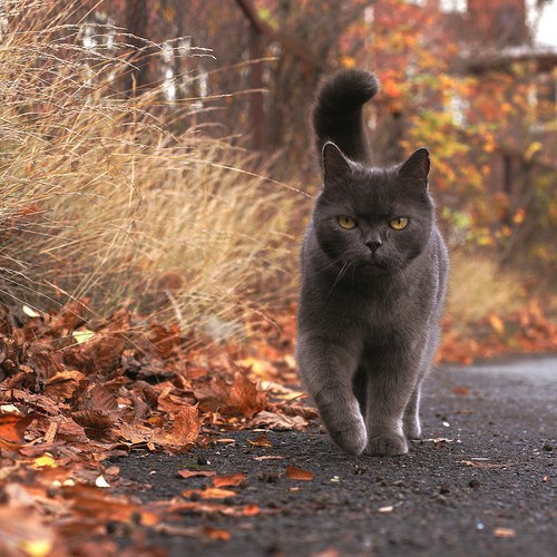 Я округу обхожу, за порядком я слежу