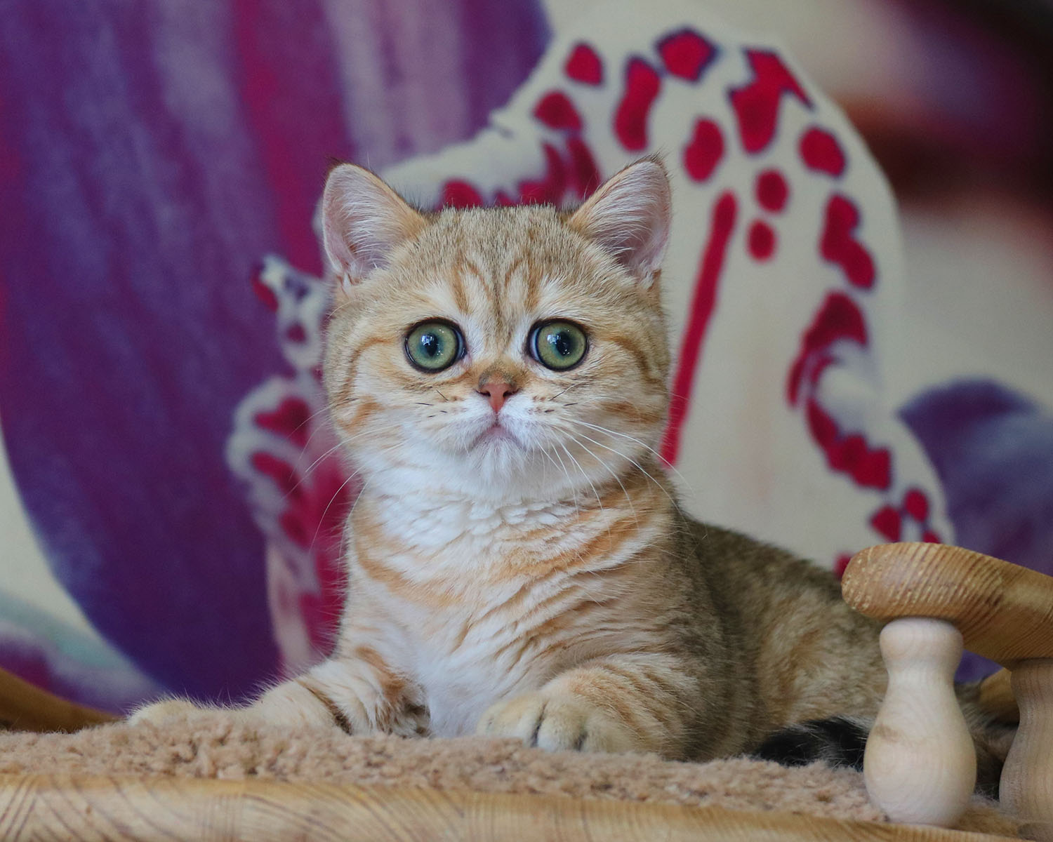 Сегодня праздник у девчат, я от души вас поздравляю