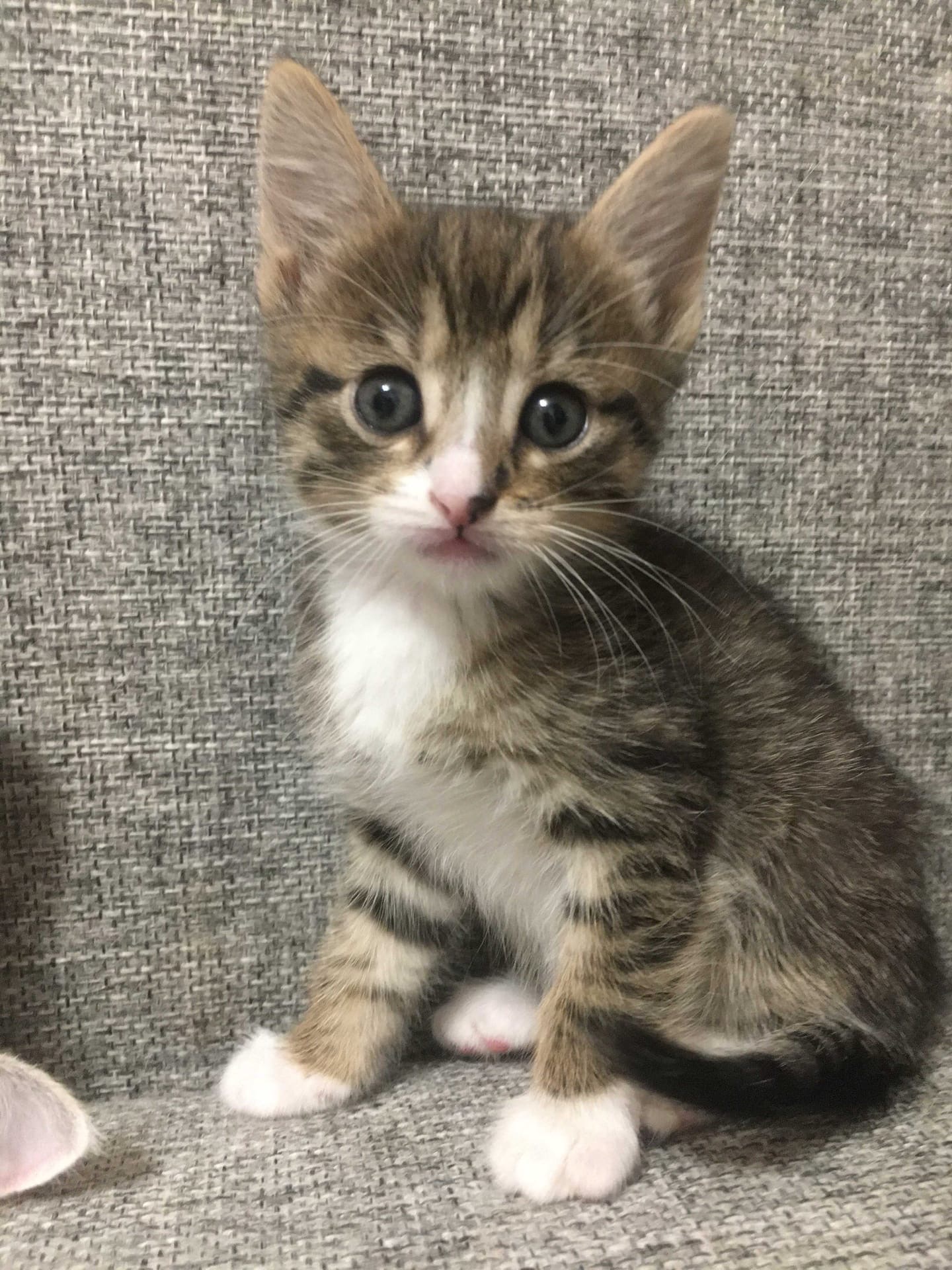 Все выспались, тогда давайте играть