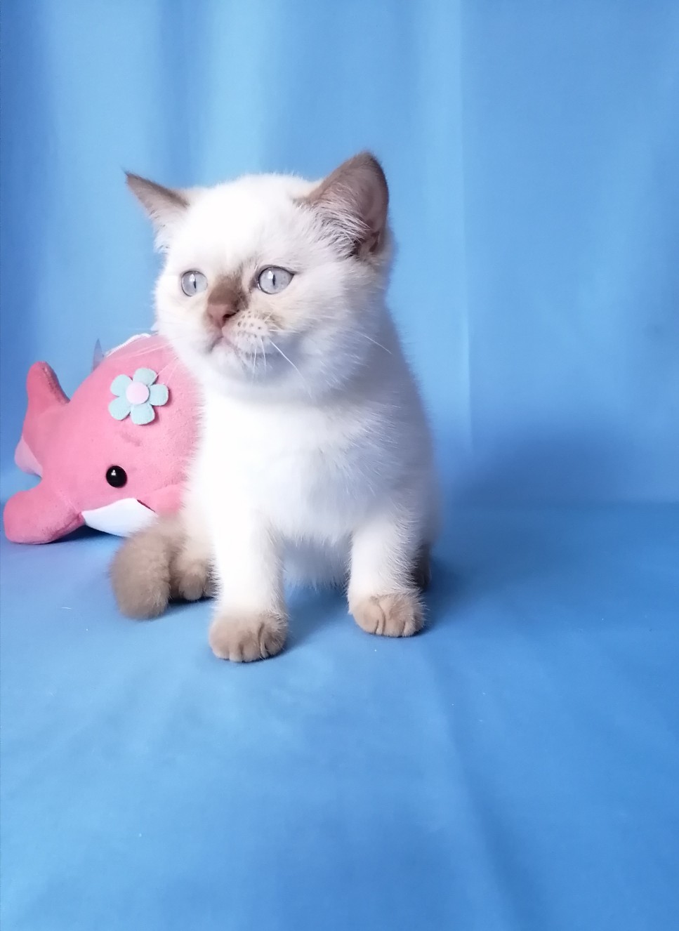 Несите мою любимую игрушку, а то фотографироваться не буду