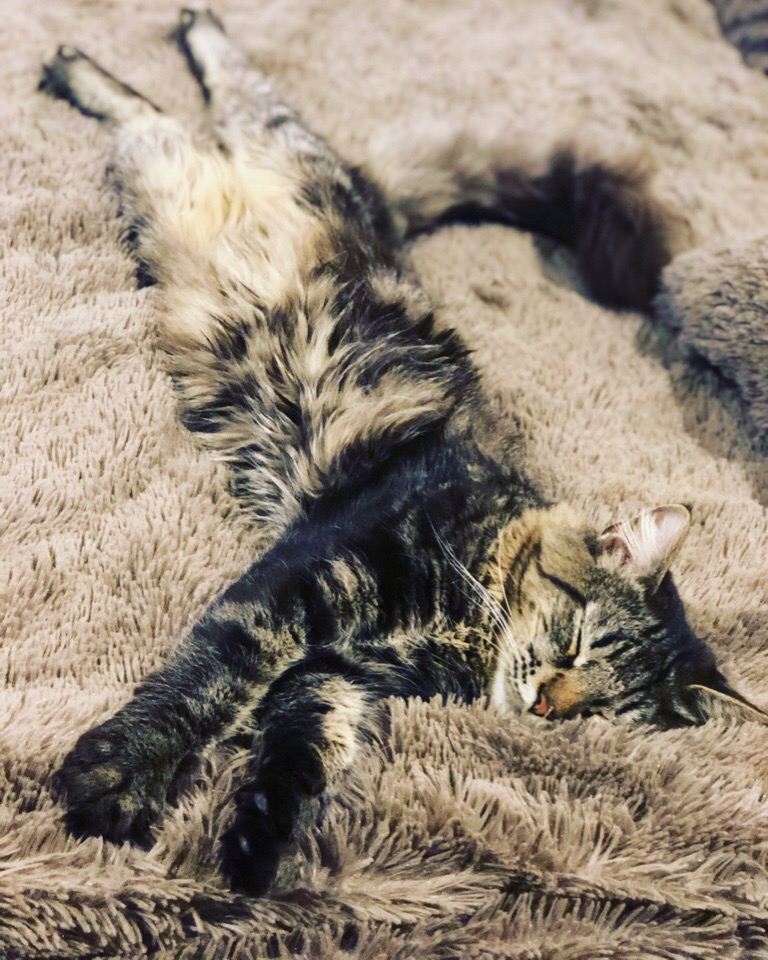 Я на пледе сладко сплю